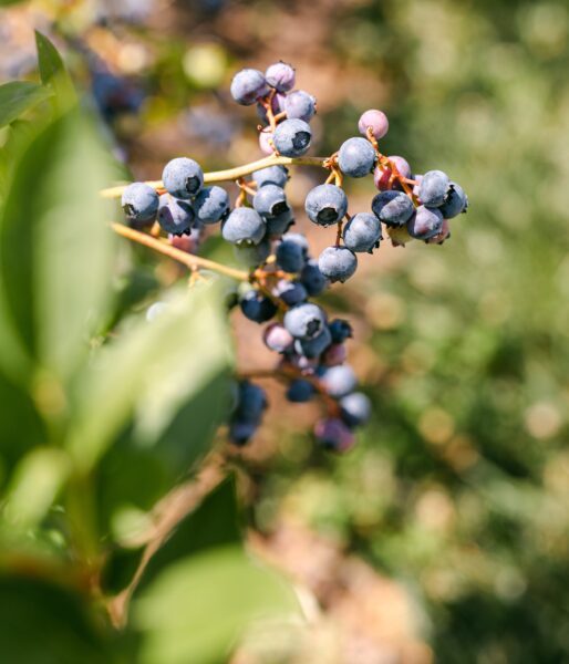 Close-up of ripe blueberries on a branch, surrounded by green foliage, highlighting their vibrant blue color and natural growth environment.