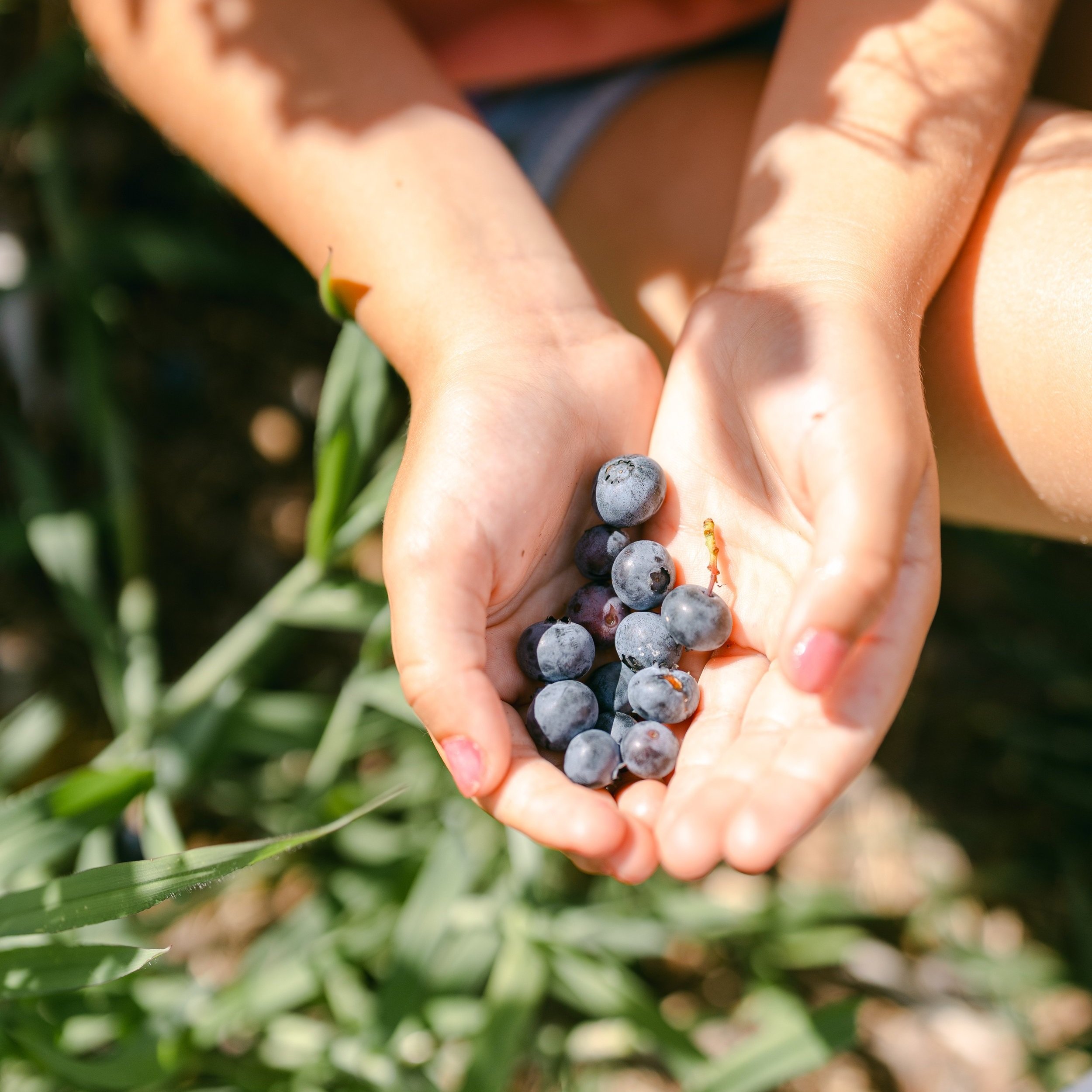 Child holding freshly picked blueberries in hands, surrounded by greenery, showcasing a healthy and organic gardening experience.