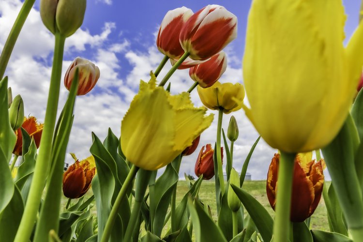 Vibrant tulips in various colors including red, yellow, and orange, against a blue sky with fluffy clouds, showcasing the beauty of spring flowers in a lush green field.